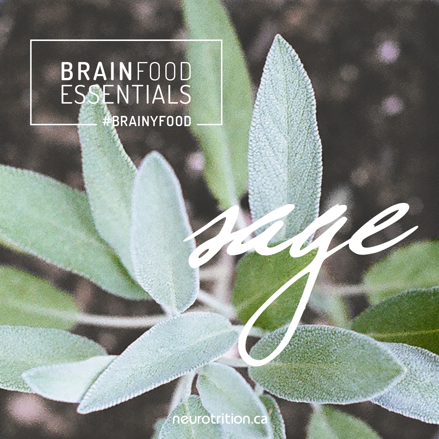 Brain Food Essentials: Sage