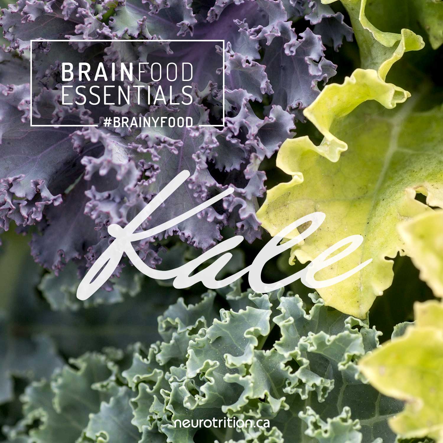 Kale for brain health