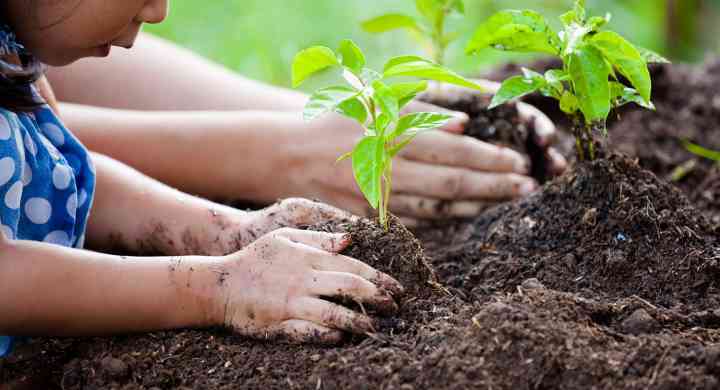 Young Girl Planting Seedling in Dirt