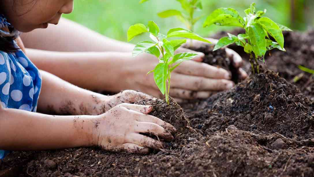 Young Girl Planting Seedling in Dirt